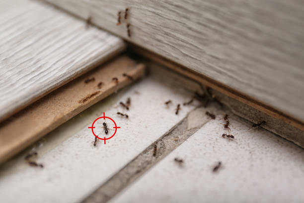 Best Cockroach Control Services  in Pittston, PA