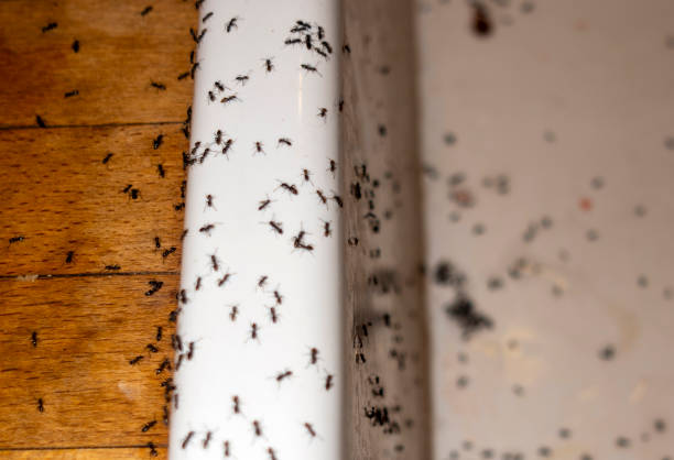 Best Rat Extermination Near Me  in Pittston, PA