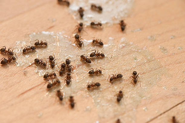 Best Termite Control Services  in Pittston, PA