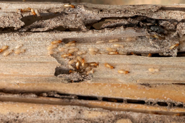 Best Ant Control Services  in Pittston, PA
